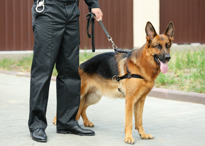 Dog department in magenya protection security company